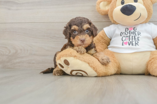 Cockapoo Pup Being Cute