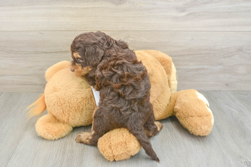 Cockapoo Pup Being Cute