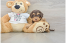 Cockapoo Puppy for Adoption