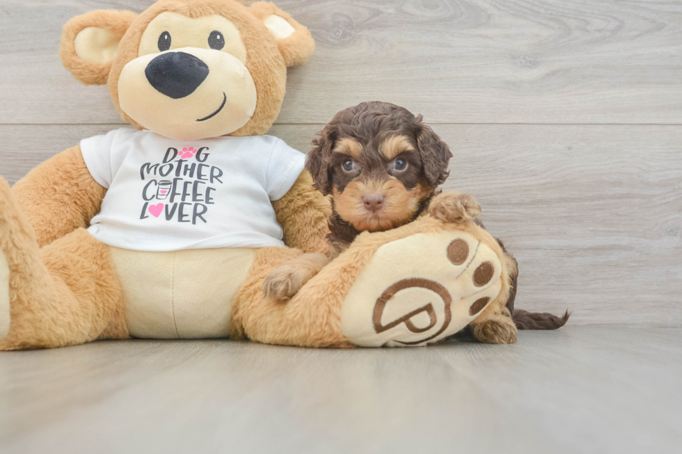 Cockapoo Puppy for Adoption