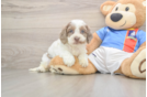 Cockapoo Puppy for Adoption
