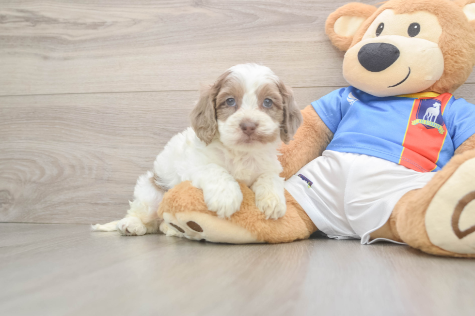 Cockapoo Puppy for Adoption