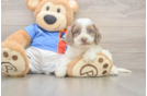 Hypoallergenic Cocker Doodle Poodle Mix Puppy