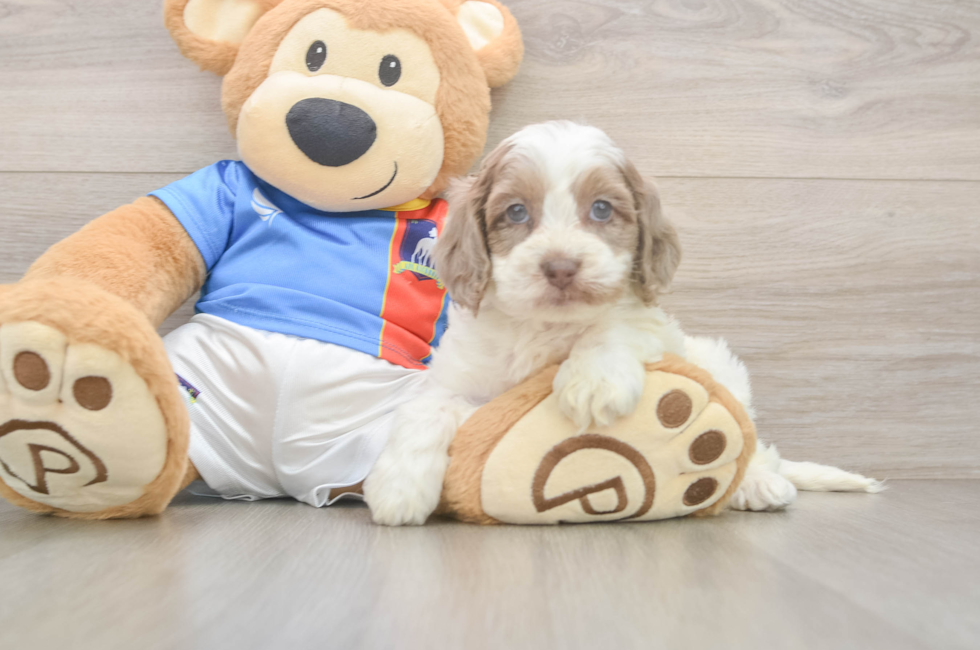 5 week old Cockapoo Puppy For Sale - Premier Pups