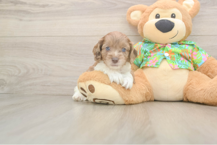 Cockapoo Pup Being Cute