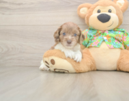 6 week old Cockapoo Puppy For Sale - Premier Pups