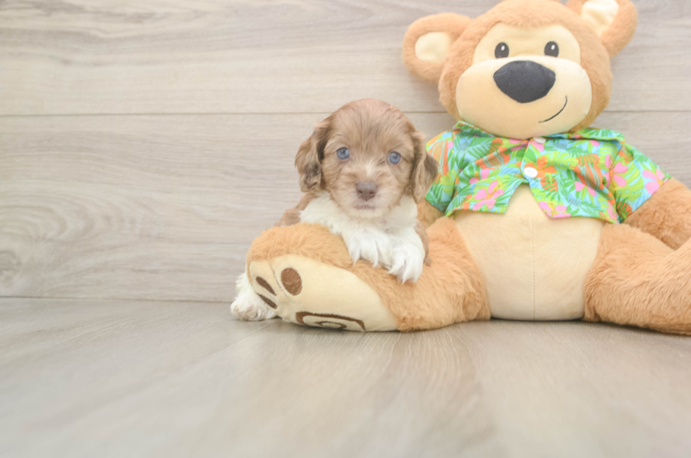 5 week old Cockapoo Puppy For Sale - Premier Pups