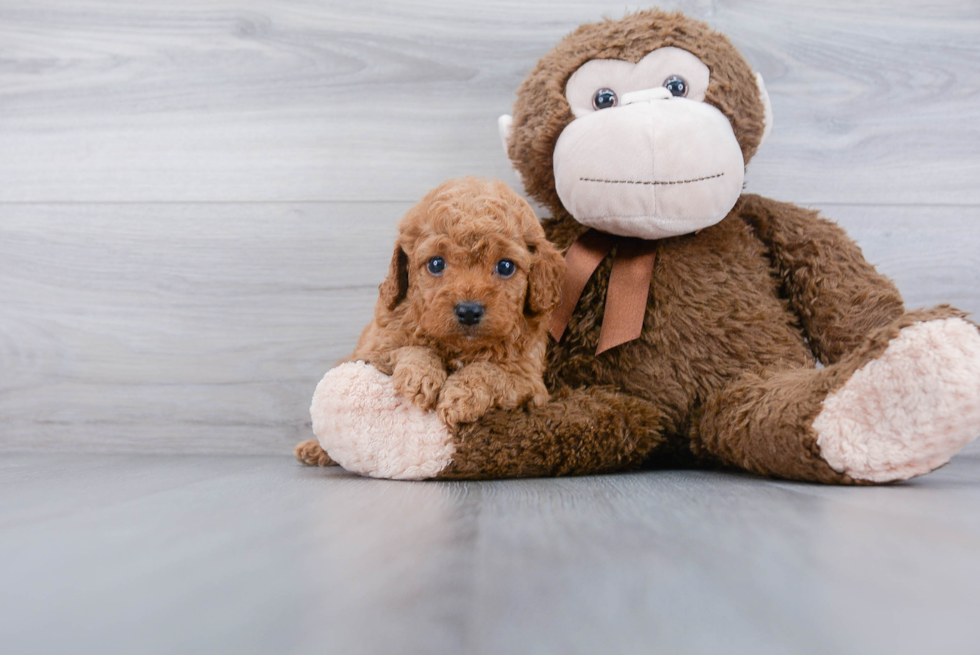 Funny Cockapoo Poodle Mix Pup