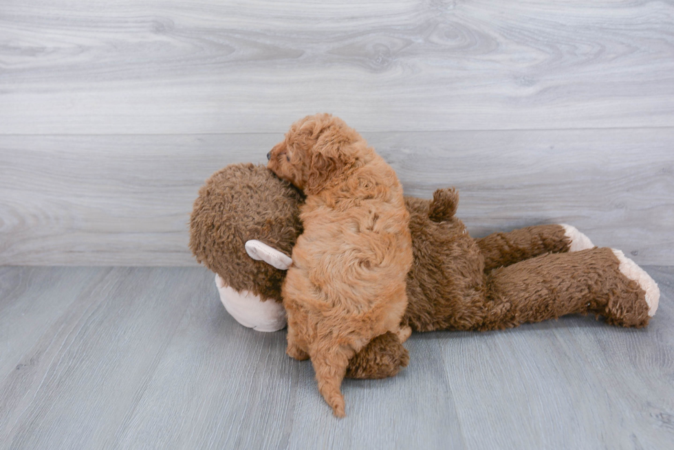 Cockapoo Pup Being Cute