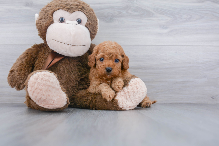 Best Cockapoo Baby