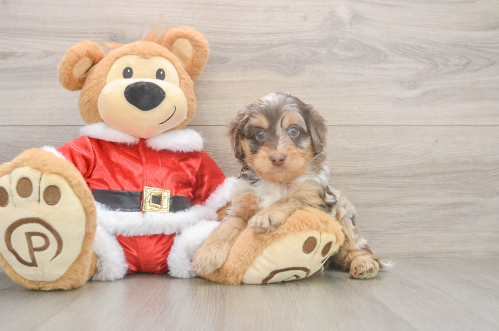 5 week old Cockapoo Puppy For Sale - Premier Pups