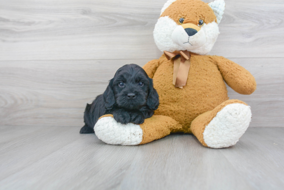 Cockapoo Puppy for Adoption