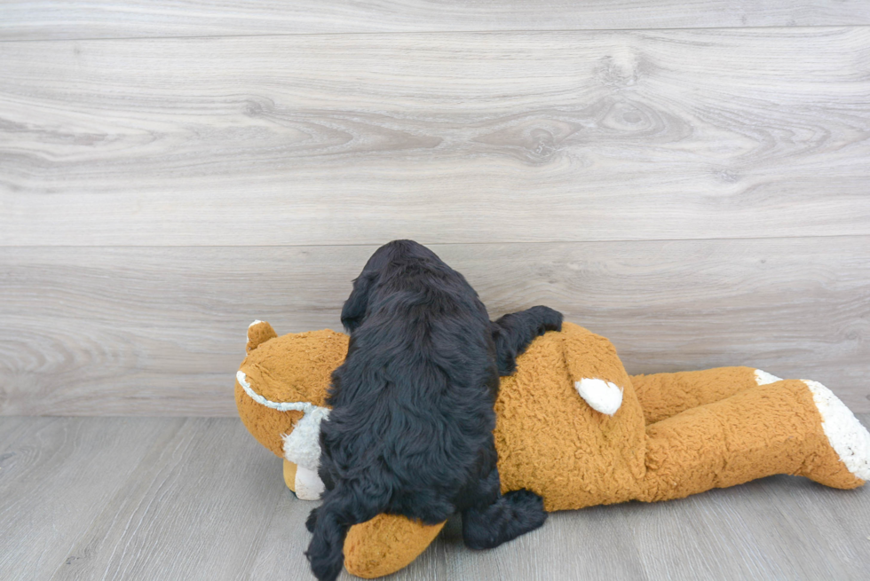 Cute Cockapoo Baby