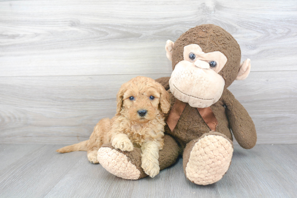 Playful Cockerpoo Poodle Mix Puppy