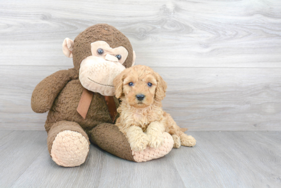 Small Cockapoo Baby