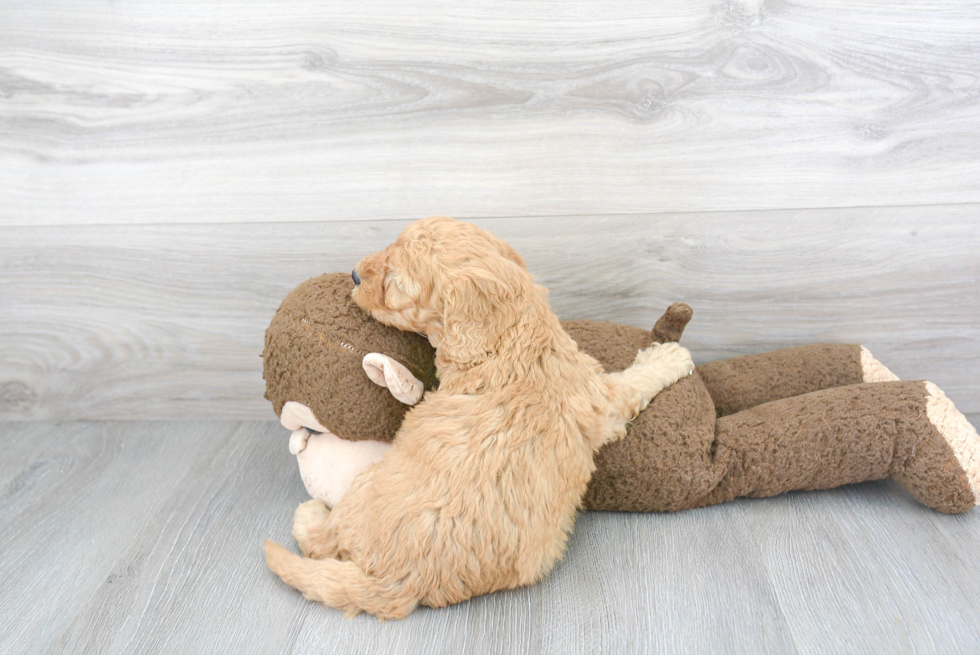 Petite Cockapoo Poodle Mix Pup