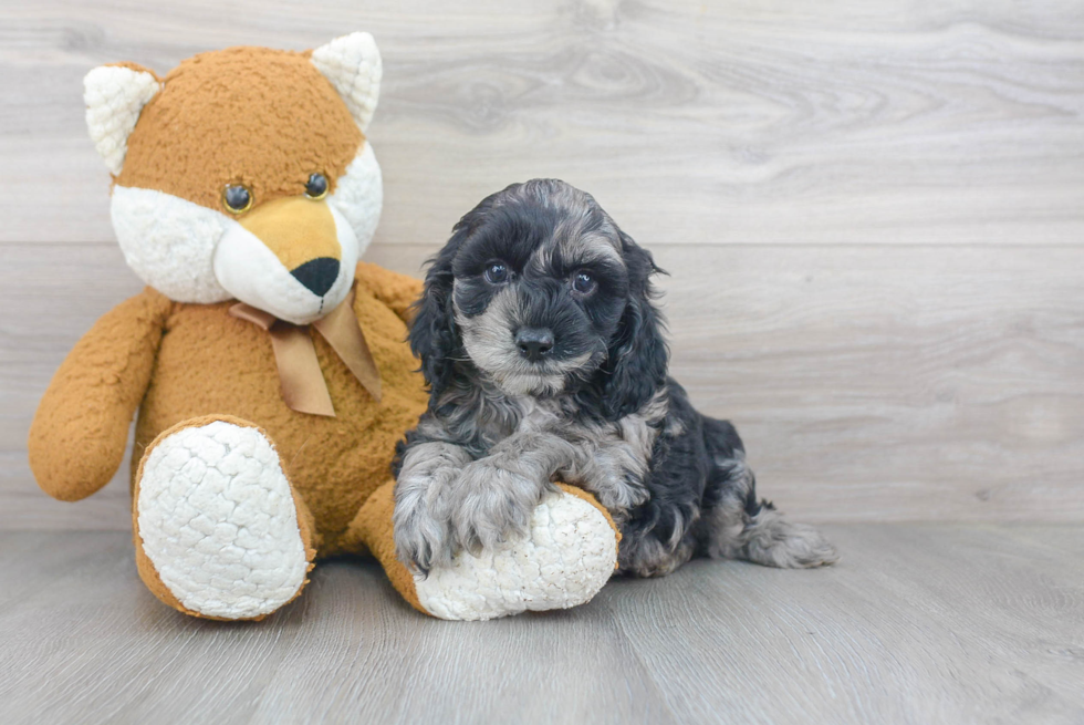 Adorable Cockerpoo Poodle Mix Puppy