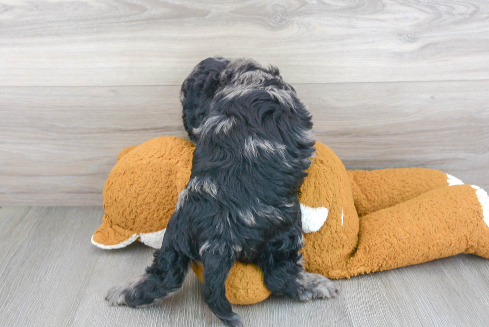 Cockapoo Puppy for Adoption