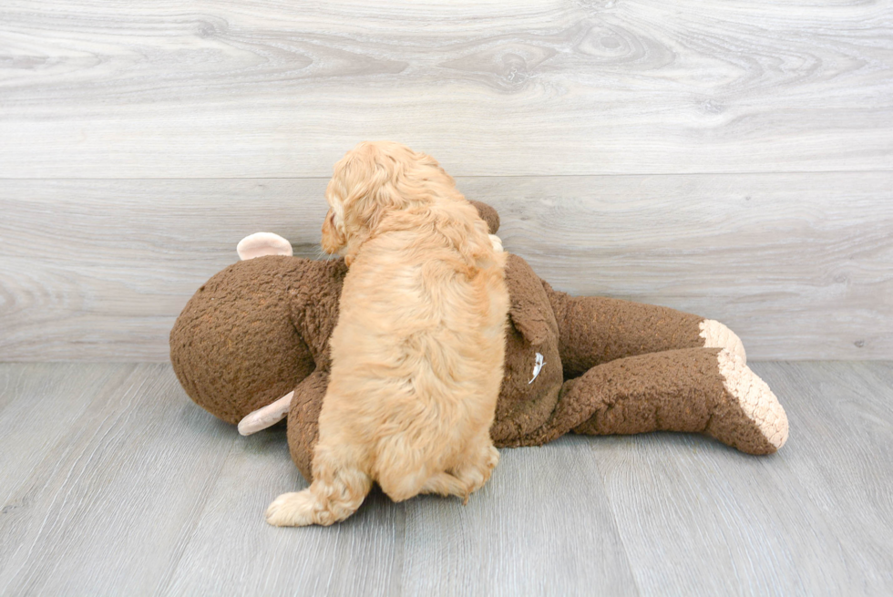 Happy Cockapoo Baby