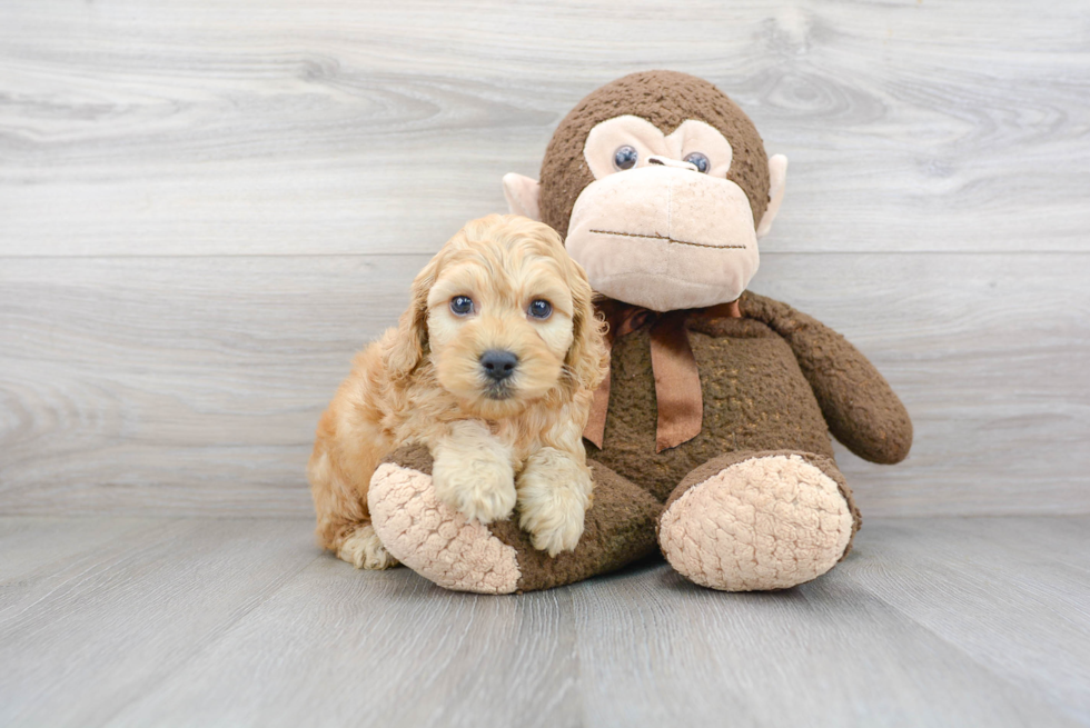 Smart Cockapoo Poodle Mix Pup