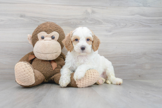 Cockapoo Puppy for Adoption