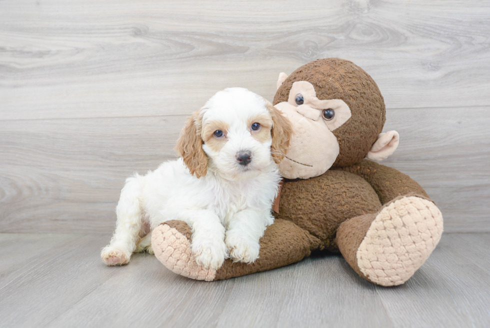 Cockapoo Puppy for Adoption