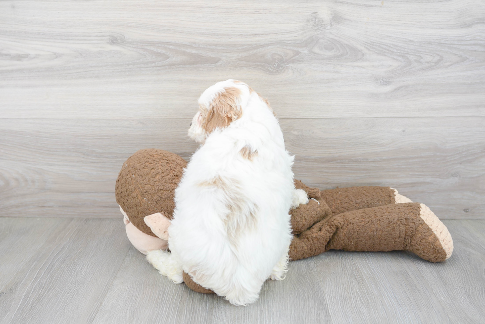 Cockapoo Pup Being Cute