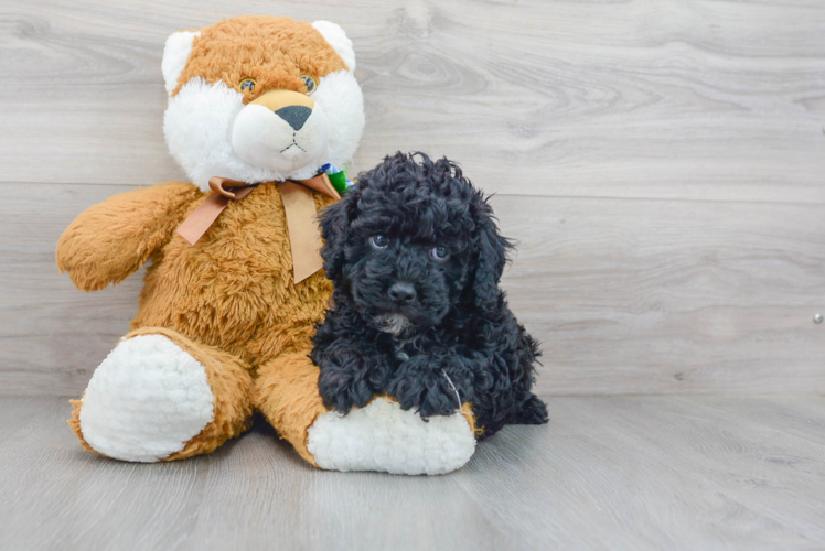 Little Cockerpoo Poodle Mix Puppy