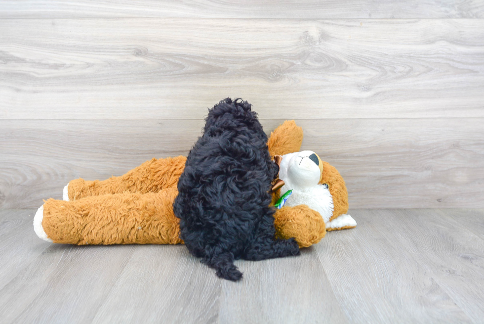 Cockapoo Pup Being Cute