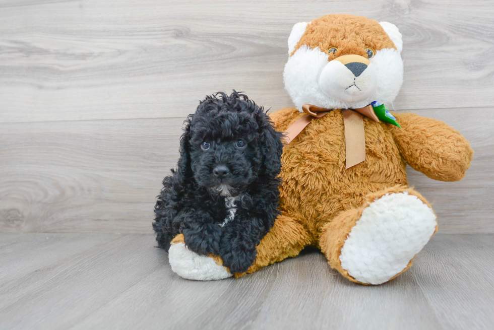 Small Cockapoo Baby