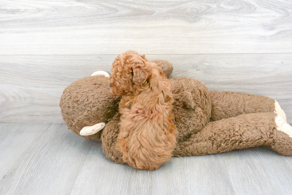 Adorable Cockerpoo Poodle Mix Puppy