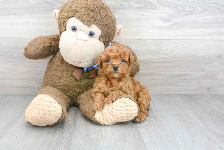 Adorable Cockerpoo Poodle Mix Puppy