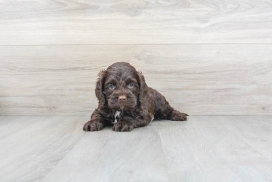 Sweet Cockapoo Baby