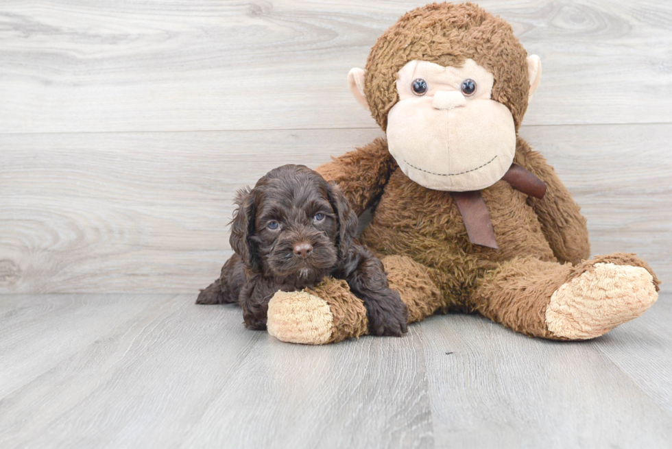 Little Cockerpoo Poodle Mix Puppy