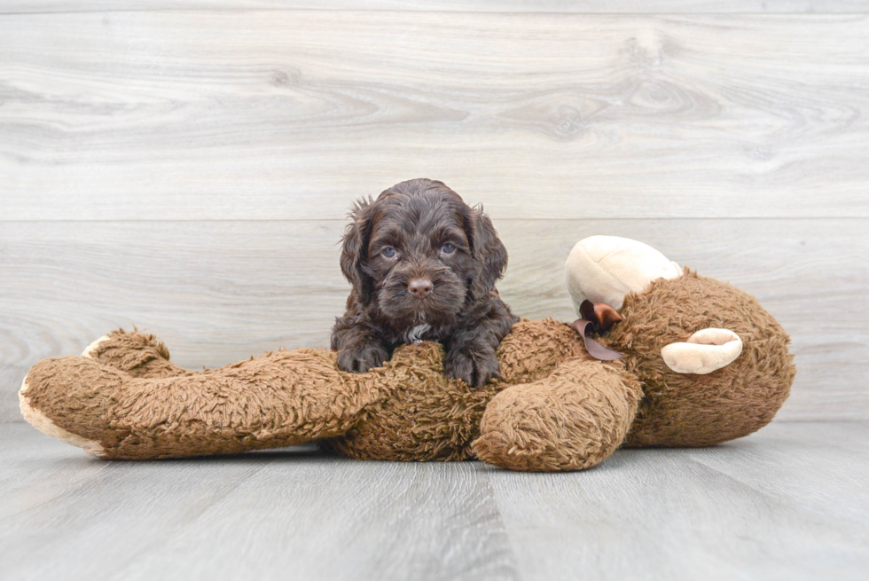 Cockapoo Puppy for Adoption