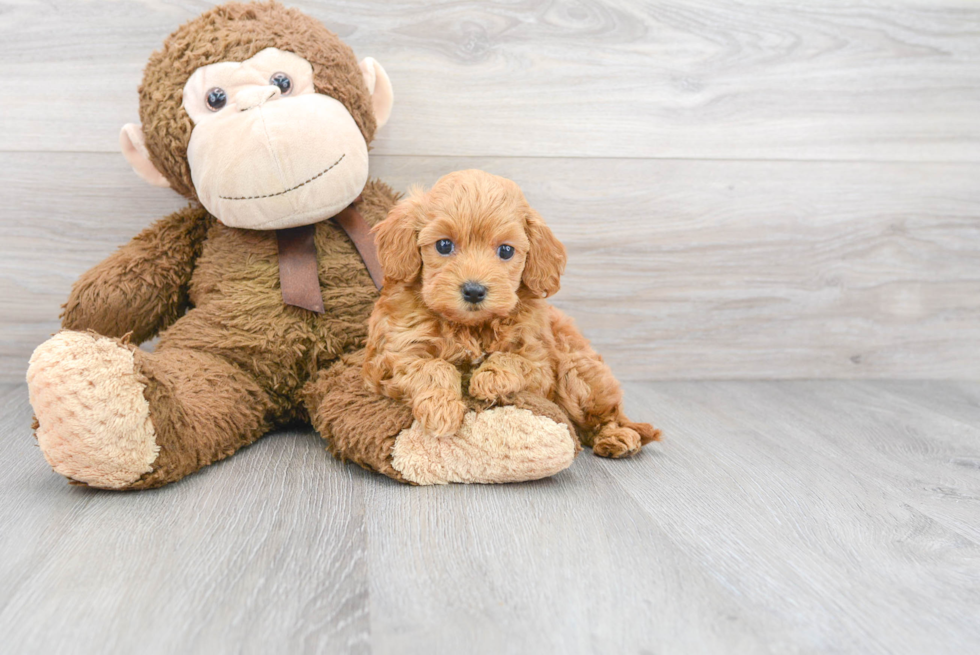 Energetic Cockerpoo Poodle Mix Puppy