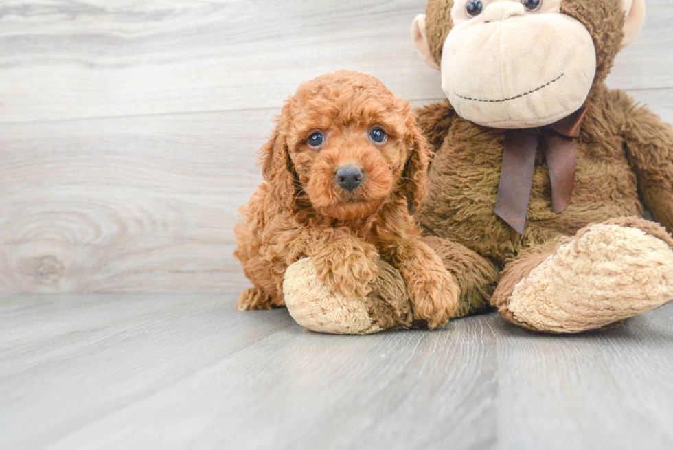 Happy Cockapoo Baby