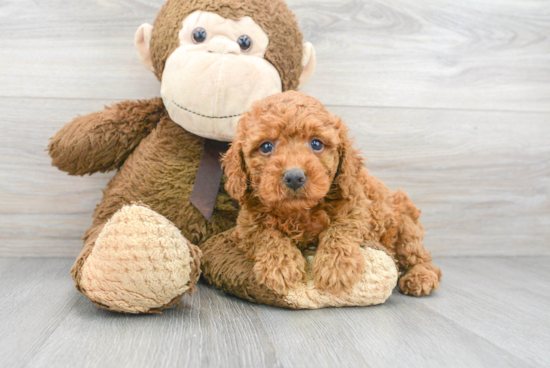 Cockapoo Pup Being Cute