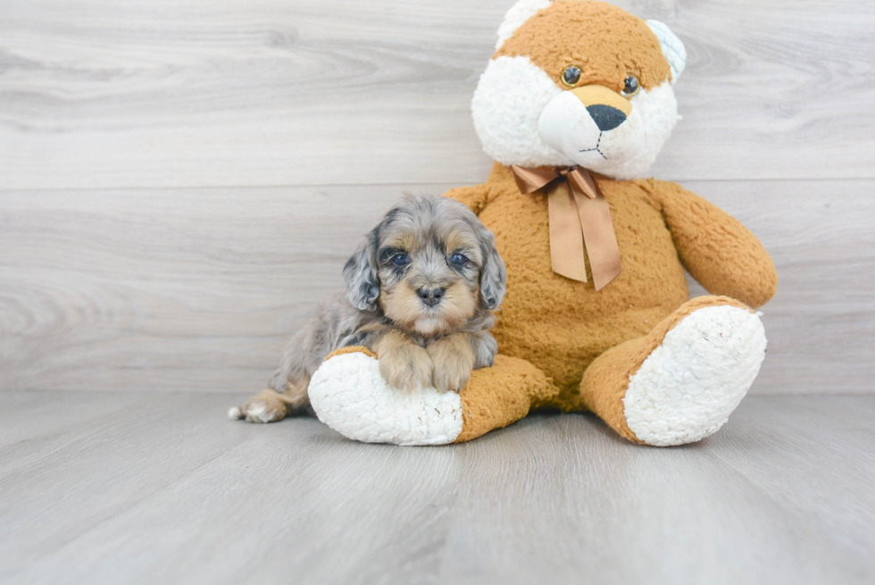 Petite Cockapoo Poodle Mix Pup