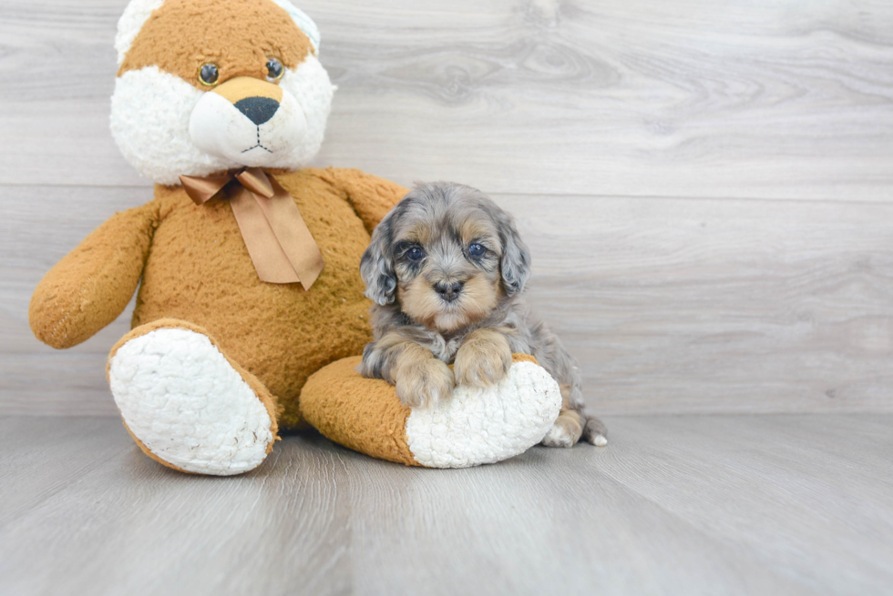 Smart Cockapoo Poodle Mix Pup