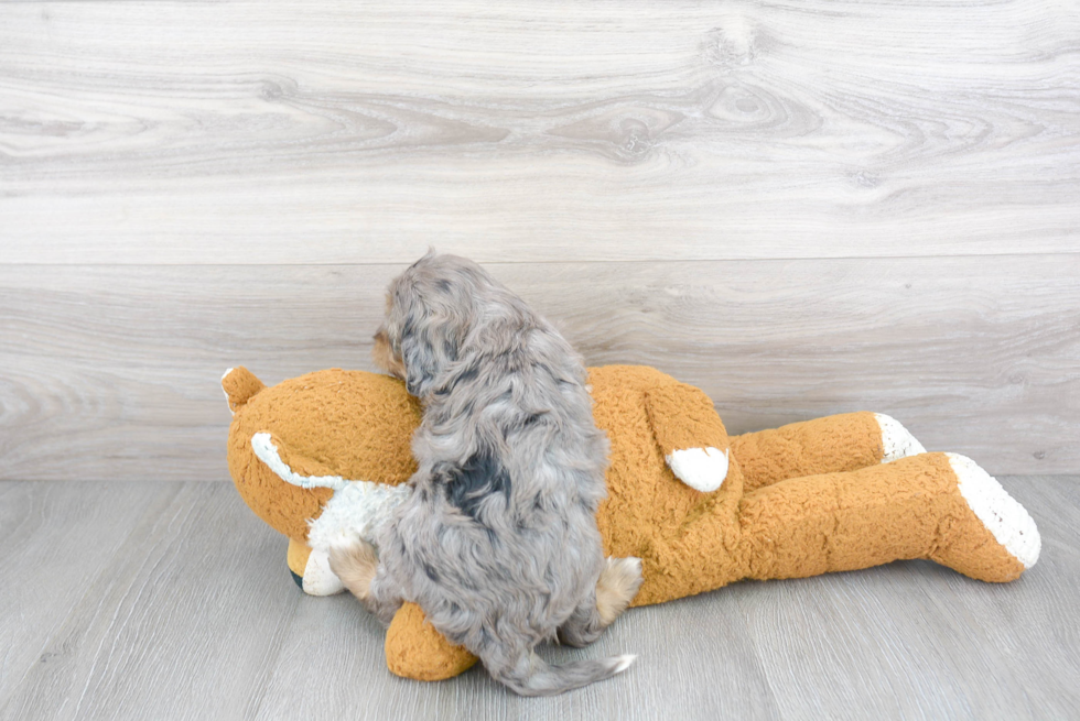 Popular Cockapoo Poodle Mix Pup