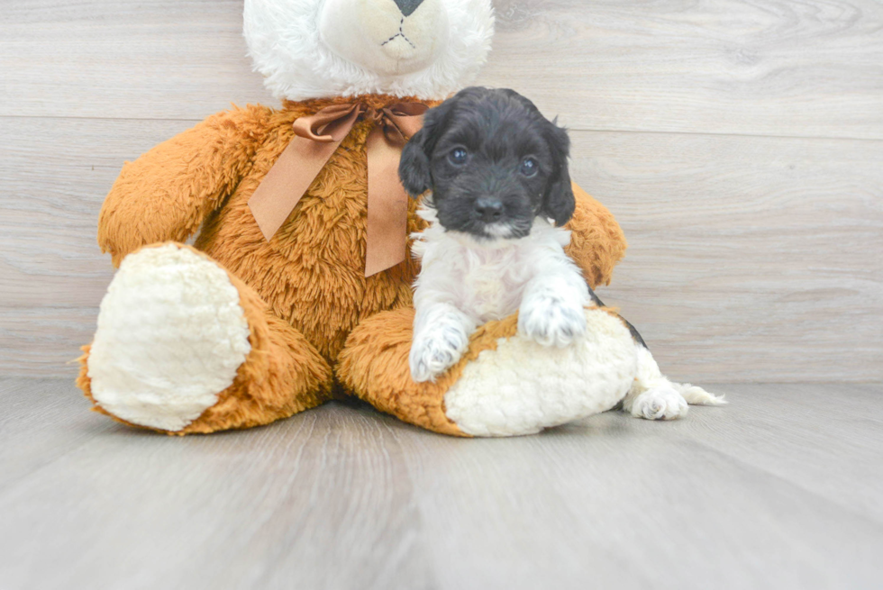 Popular Cockapoo Poodle Mix Pup