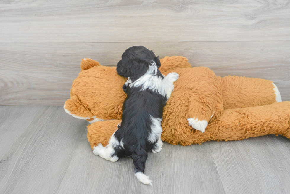 Fluffy Cockapoo Poodle Mix Pup