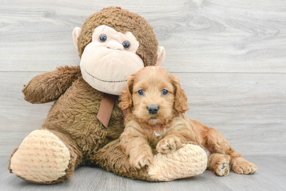 Best Cockapoo Baby