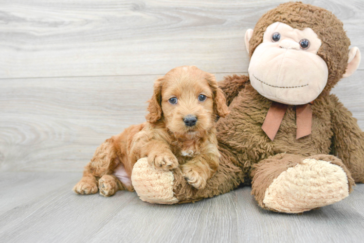 Little Cockerpoo Poodle Mix Puppy