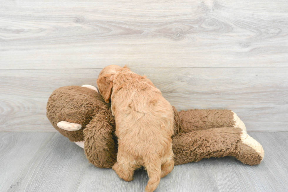 Best Cockapoo Baby