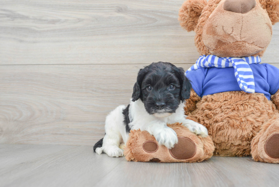 Best Cockapoo Baby