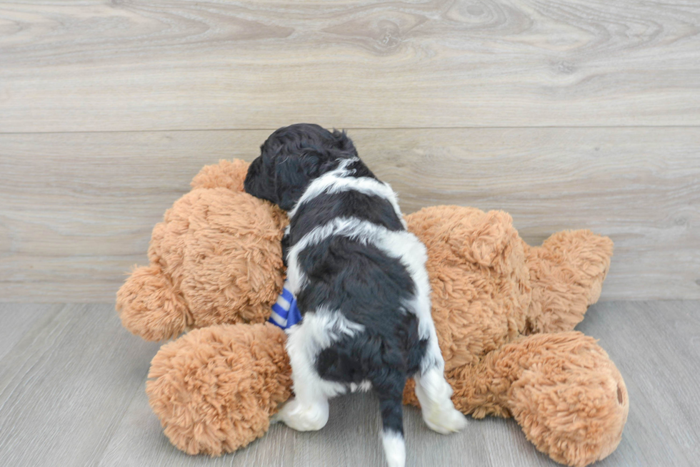 Hypoallergenic Cockerpoo Poodle Mix Puppy