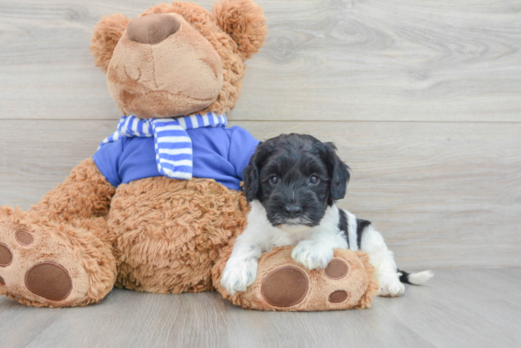 Cockapoo Puppy for Adoption