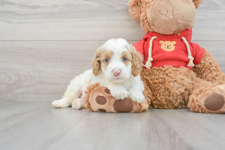 Cockapoo Pup Being Cute